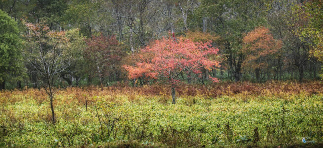 15Oct2025,Lake Kussharo Inland, iso 200,70mm,f5.6,1/15secNikon70-200mmf4.0