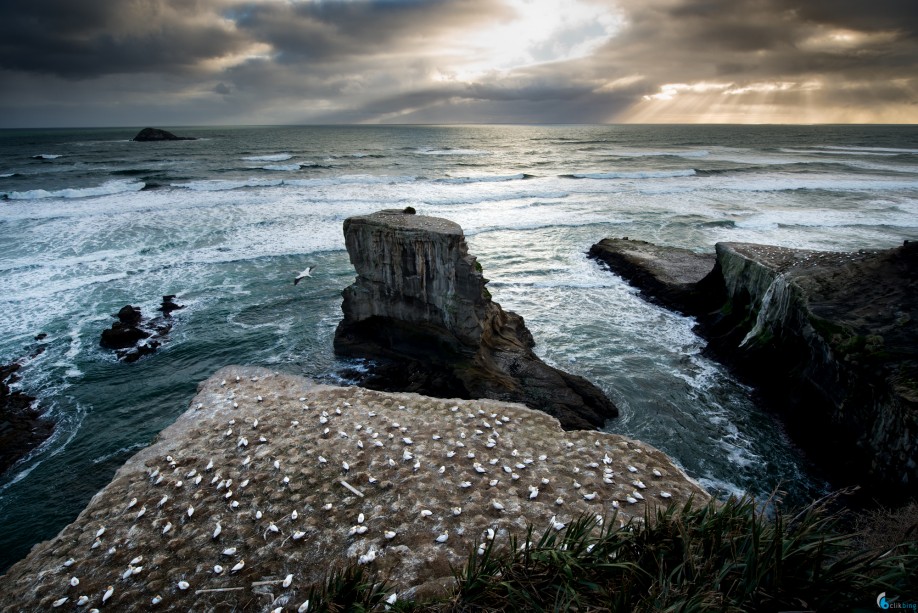 Muriwai Gannet Colony