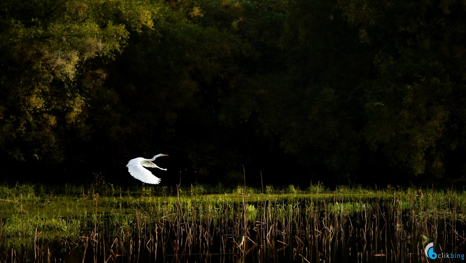 Bird Photography in Hong Kong