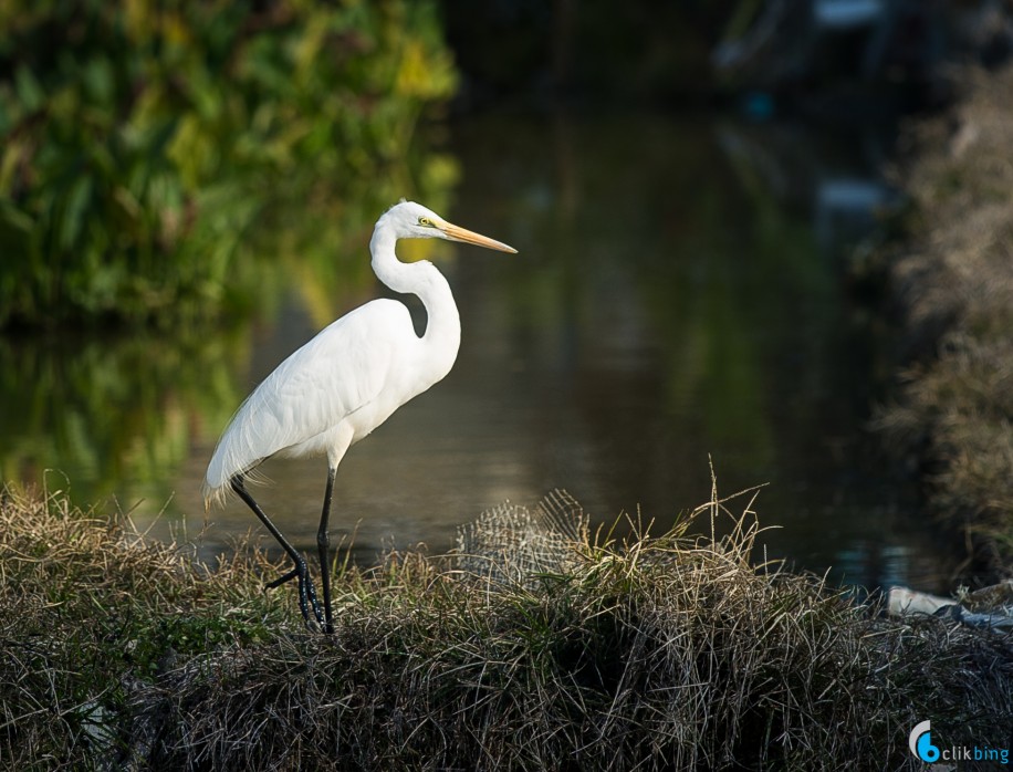 Bird Photography in Hong Kong