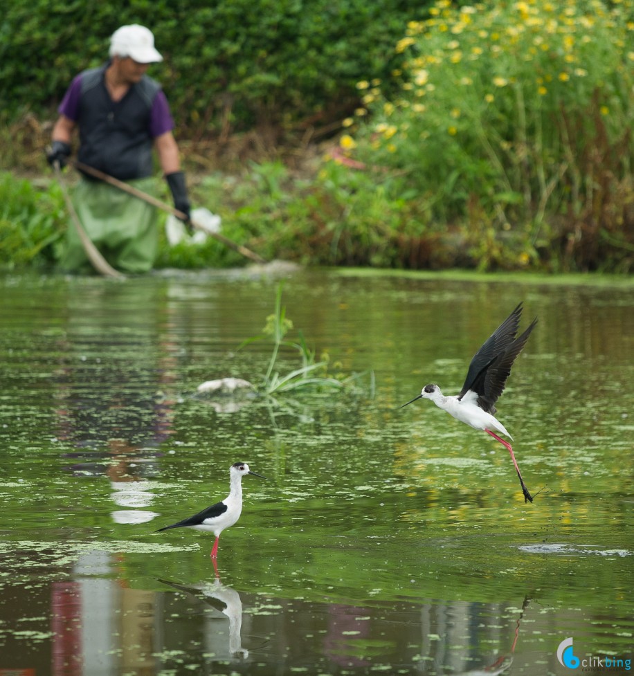 Bird Photography in Hong Kong