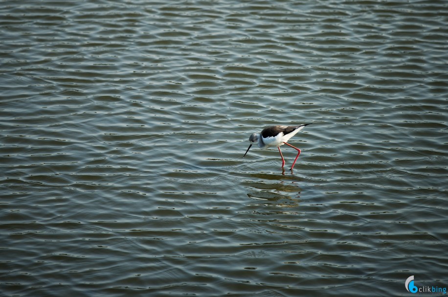 Bird Photography in Hong Kong