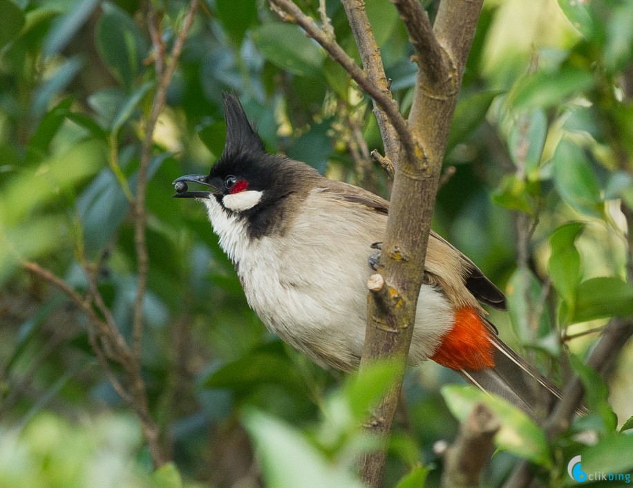 Bird Photography in Hong Kong