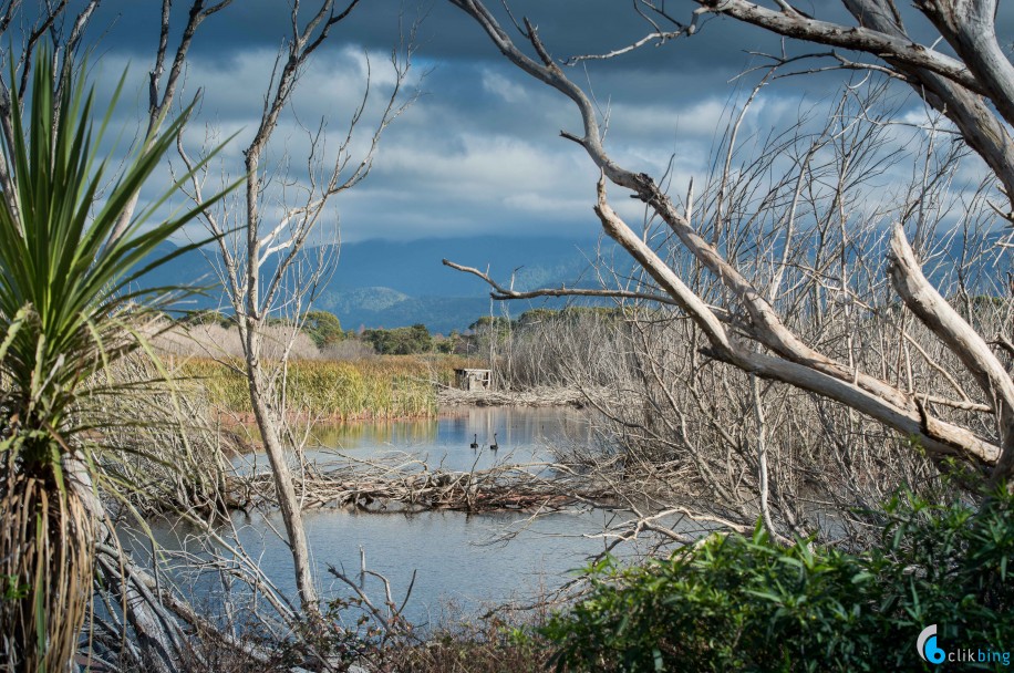 Boggy Pond