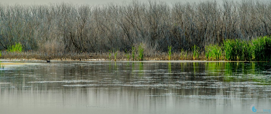 Boggy Pond Redux