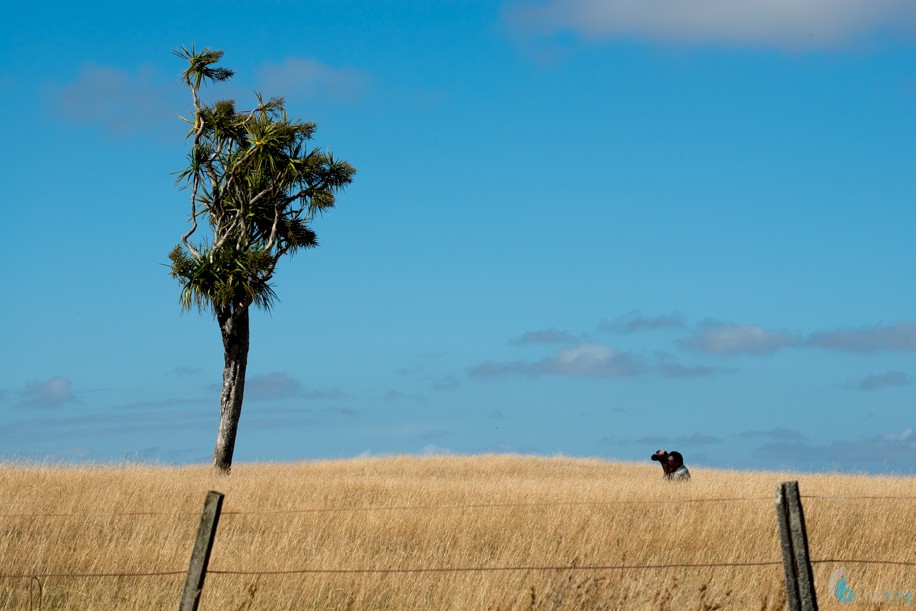 Brent Loves to Shoot Cabbage Trees