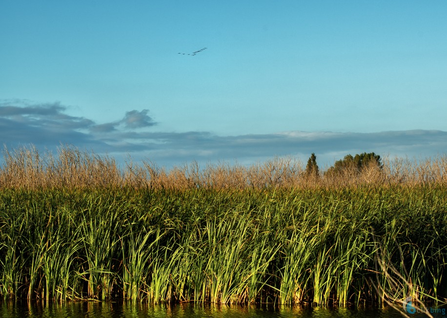 Boggy Pond Redux