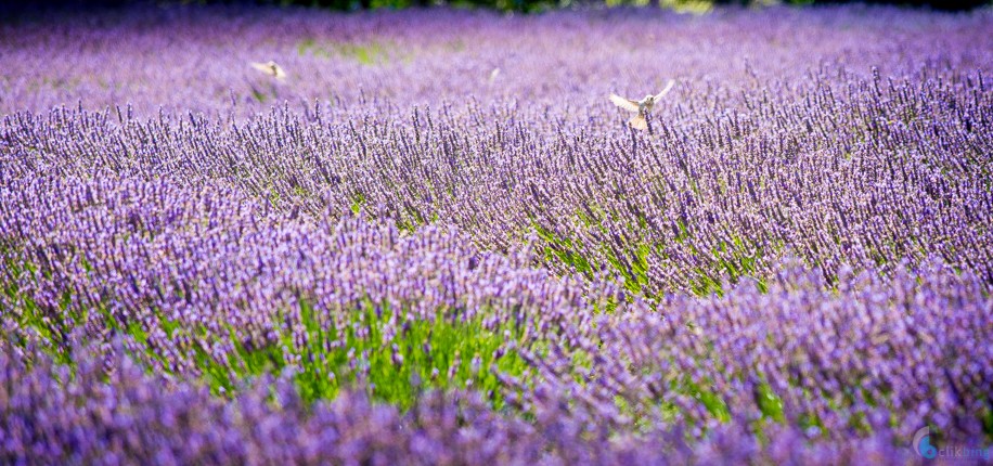 Laurens Lavender Farm