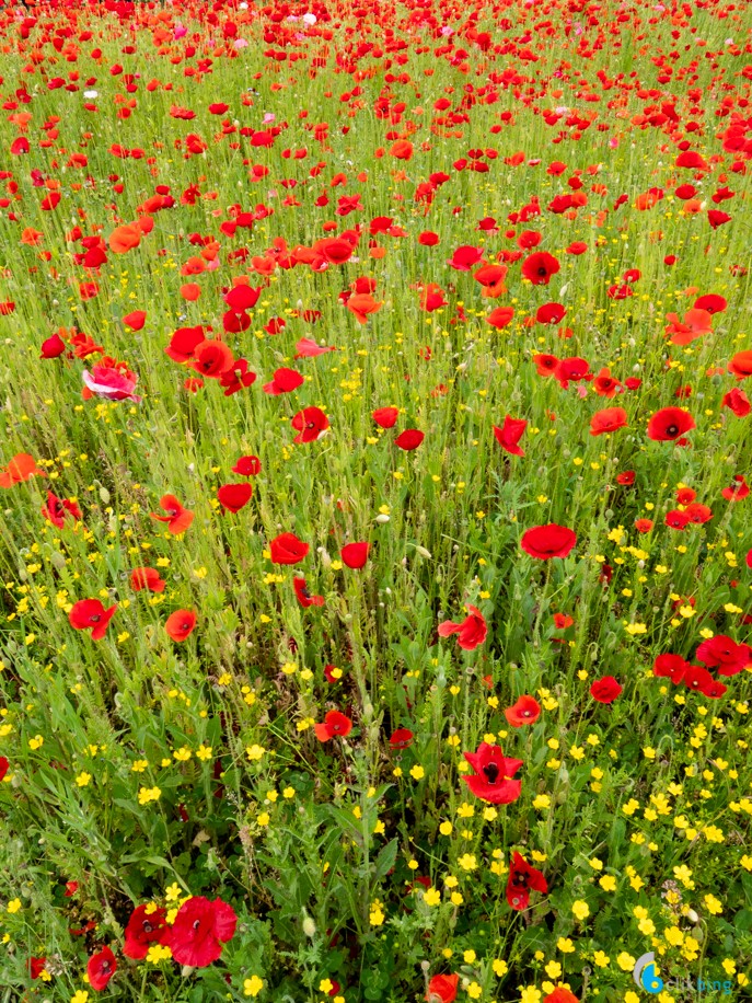 Wildflower Sculpture Exhibition