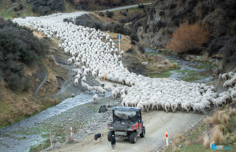 Sheep Muster