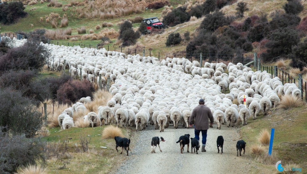 Sheep Muster