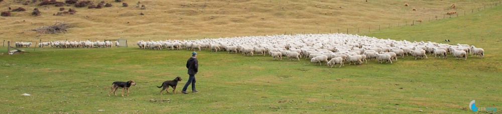 Sheep Muster