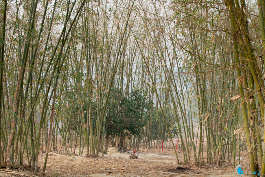 Kalaw-Inle trekking